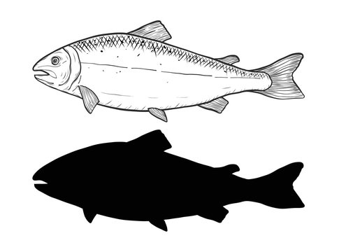 Salmon fish art highly detailed in line art style.Fish vector by hand drawing.Fish tattoo on white background.