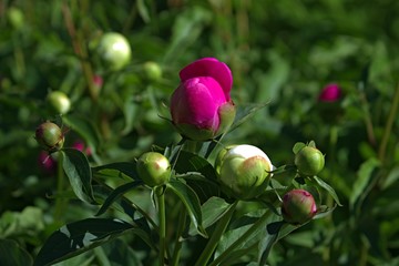 The unblown buds on a green garden lawn.