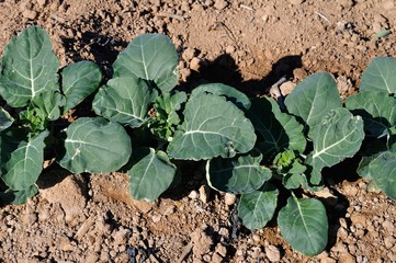 Plantas de brócoli