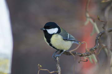 Great tit sitting on a hazel branch