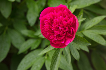 Garden peony with deep red blossom
