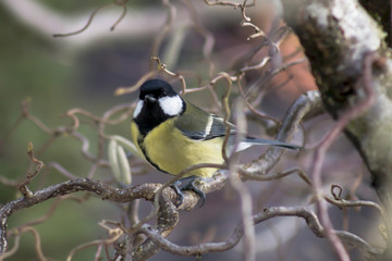 Great tit sitting on a hazel branch