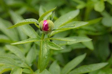 Garden peony bud