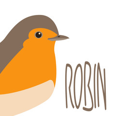 robin song  bird vector illustration flat style