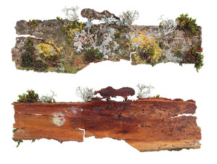 The top and bottom view of a fragment of aspen  bark with a colony of growing forest moss and...