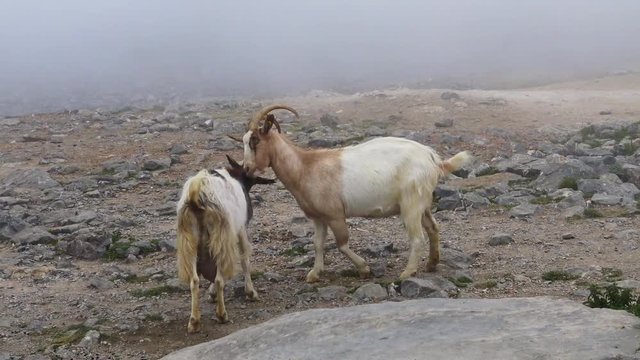 Goats fighting with horns