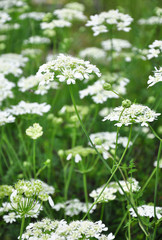 Strahlen-Breitsame (Orlaya grandiflora)