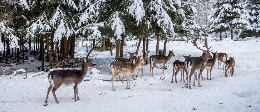 Panorama Dammwild im Winter