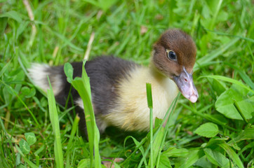 The little musk duck closeup
