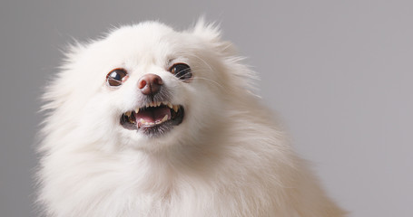 Angry White Pomeranian