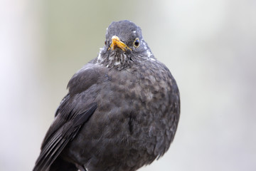 Common blackbird. Turdus merula