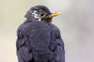 Common blackbird. Turdus merula