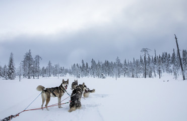 Fototapeta na wymiar working husky dogs in arctic Finalnd