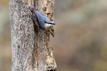 Eurasian nuthatch. Sitta europaea