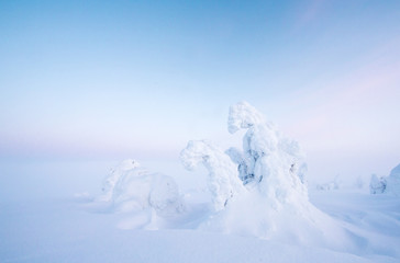 Fototapeta na wymiar frozen trees in the nature of Finnish Lapland