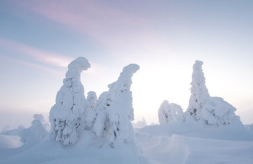 frozen trees in the nature of Finnish Lapland