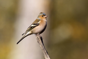 Common chaffinch. Fringilla coelebs