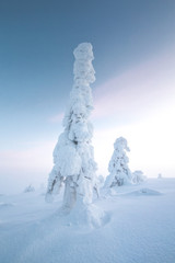 frozen trees in the nature of Finnish Lapland