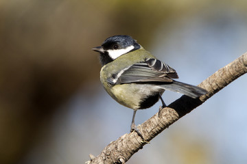 Great Tit, Parus Major