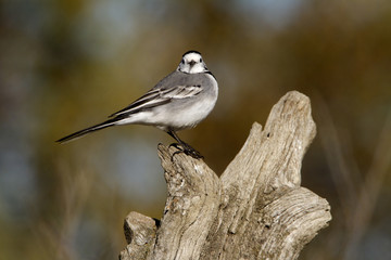 White wagtail. Motacilla alba