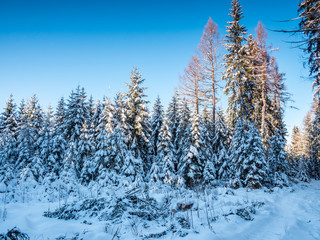 Winterlandschaft im Wald