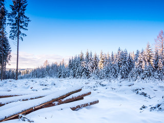 Winterlandschaft im Wald