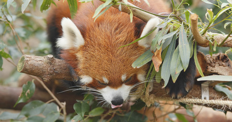 Sleeping red panda