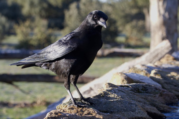 Carrion crow. Corvus corone