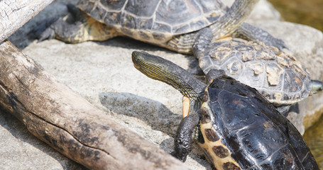 Naklejka premium Pond Turtle on rock