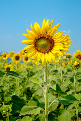 Beautiful sunflowers in blue sky
