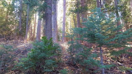Upward look at light through trees, branches, and needles in forest.