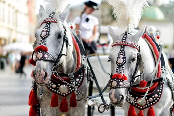 Fototapeten Pferde mit Pferdekutsche in Krakau © cameris