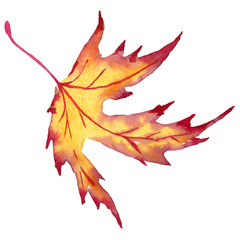 Maple leaves in a watercolor style isolated. Aquarelle maple leaves for background, texture, wrapper pattern, frame or border.