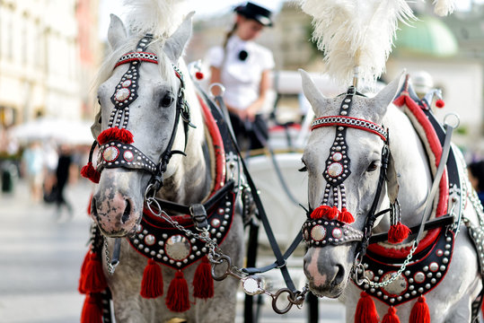 Fototapeta Pferde mit Pferdekutsche in Krakau