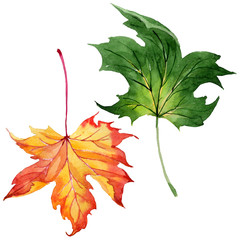 Maple leaves in a watercolor style isolated. Aquarelle maple leaves for background, texture, wrapper pattern, frame or border.