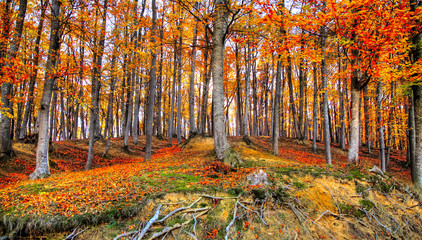 Autumn forest picture