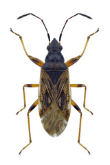 Bug Pachybrachius fracticollis on a white background
