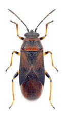 Bug Arocatus melanocephalus on a white background