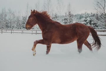 Red horse plays in the snow