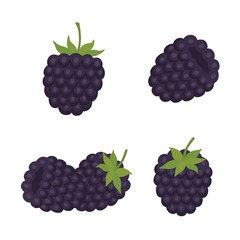 Blackberry. Sweet fruit. Forest berry. vector icons set.
