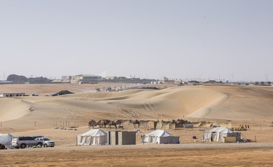 camps in the desert in Madinat Zayed near The Million Street where camels are bought and sold