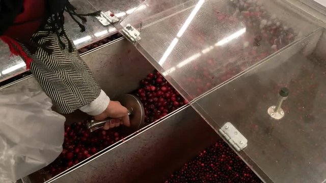 women gaining frozen berries cranberry