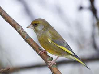 European greenfinch (Chloris chloris)
