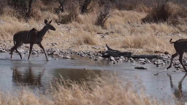 Namibia - Etoscha Nationalpark - Kudu