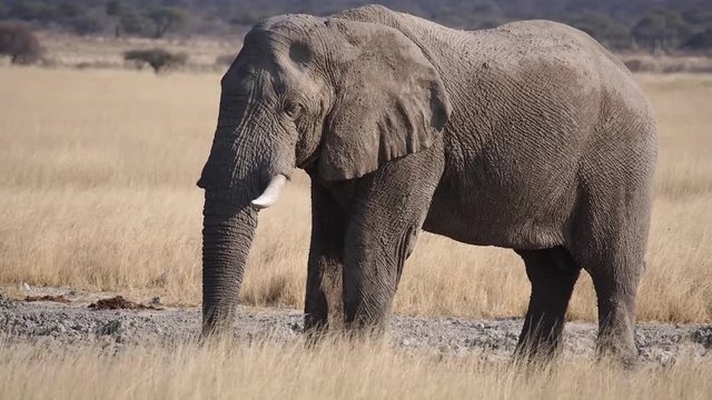 Namibia - Etoscha Nationalpark - Afrikanischer Elefant