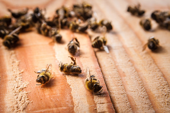 dead bees on wooden boards