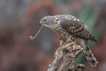 the young goshawk with its different and beautiful postures