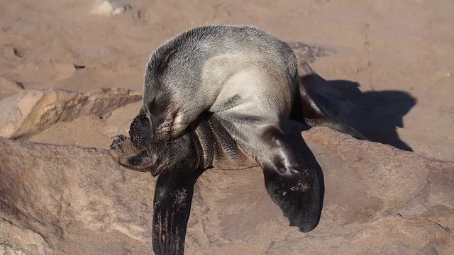 Namibia - Cape Cross - S&uuml;dafrikanischer Seeb&auml;r