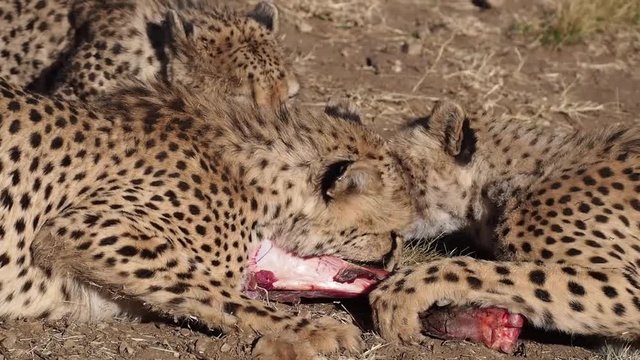 Namibia - Amani Lodge - Game Drive - Gepard
