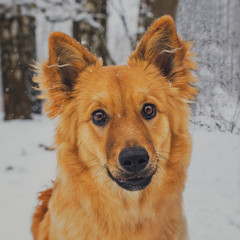 Red dog mongrel playing in the snow